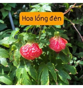 CÂY LỒNG ĐÈN