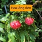 CÂY LỒNG ĐÈN