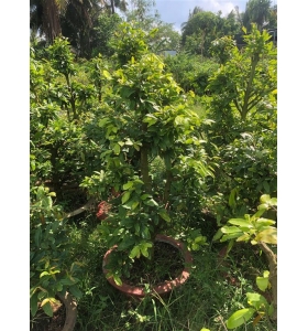 Hoa Mai Tai Giảo Thủ đức