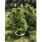 Hoa Mai Tai Giảo Thủ đức