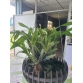 Vũ nữ Nhện vàng
