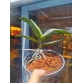Hồ điệp xưa Dorital