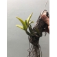 C.Walkeriana Var Seme.Alba giò to
