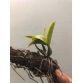 C.Walkeriana Var Seme.Alba giò to