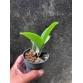  C. Nobilior semi alba ( self )