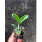  C. Nobilior semi alba ( self )