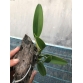 L. Rubescens alba .Bán hướng khoảng 3 thân. 