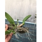L. Rubescens alba .Bán hướng khoảng 3 thân. 
