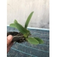 L. Rubescens alba .Bán hướng khoảng 3 thân. 
