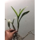 Laelia. Anceps var. Concolor