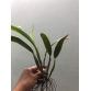 Laelia. Anceps var. Concolor