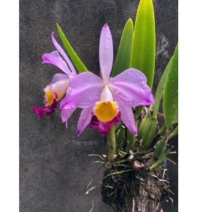 C. Eldorado var concolor  ( self )