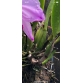 C. Eldorado var concolor  ( self )