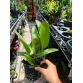 RLC SUBPRASERT RED 2024