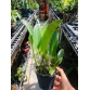 RLC SUBPRASERT RED 2024