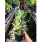 RLC SUBPRASERT RED 2024