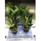 RLC SUBPRASERT RED 2024