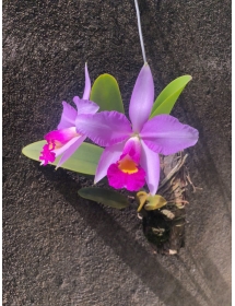 C x Brymeriana cat rừng