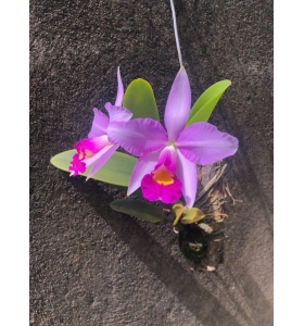 C x Brymeriana cat rừng