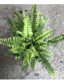 C&Acirc;Y DƯƠNG SỈ