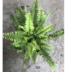 C&Acirc;Y DƯƠNG SỈ