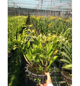 Dendro M&oacute;ng Rồng 