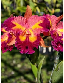 Chief queen lighting