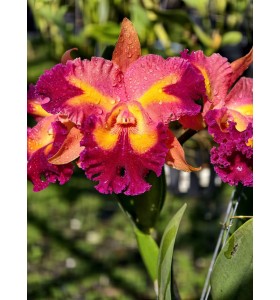 Chief queen lighting - TG