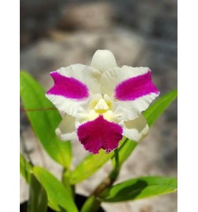 Fong Yuan beauty - TG