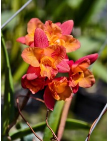 C. Tangerine Fire 'Mini Sun'