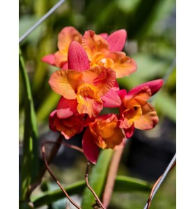 C. Tangerine Fire 'Mini Sun' - TG