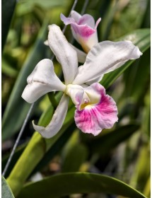 Purpurata carnea - TG