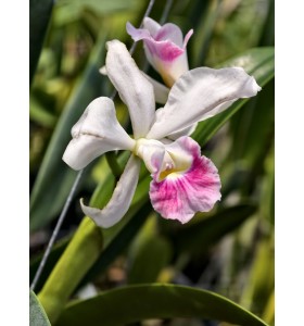 Purpurata carnea - TG