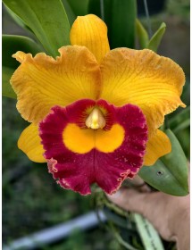 Catleya Madonna - TG