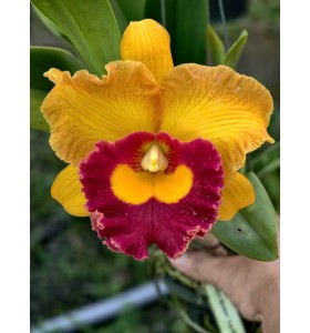 Catleya Madonna - TG