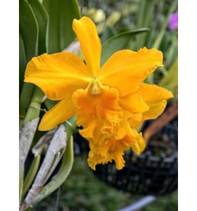 Vĩnh Khang no2 - TG