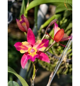 C. Tropical Chia 'Eight Prince' chia hướng - TG