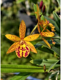 Bc.Rustic Spot H.R - TG