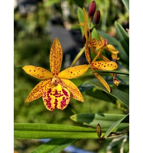 Bc.Rustic Spot H.R - TG