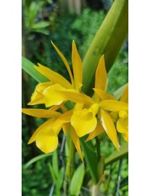 Bc. Roman Holiday Hamlym AM/AOS - TG