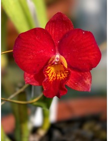 C. Meidarland Orange Beauty 'MD'