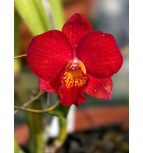 C. Meidarland Orange Beauty 'MD' - TG