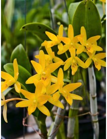 C. aurantiaca var aurea - TG