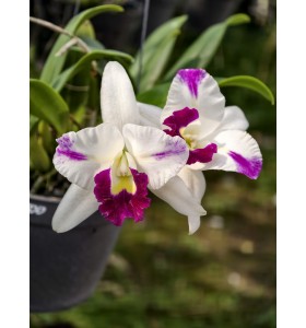 Cattleya Mini CF500 - TG