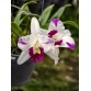 Cattleya Mini CF500 - TG