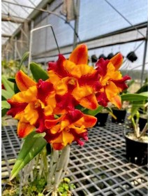 Rth. Juan Yi Delight -  TG