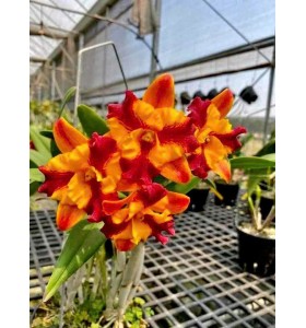 Rth. Juan Yi Delight -  TG