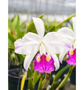 Cattleya speciosissima 'Stanley' FCC/RHS B&Aacute;N THEO CỤM 2 TH&Acirc;N - TG