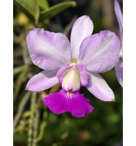 C. walkeriana hoa rất thơm - TG