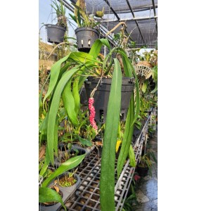 Anthurium vittafolium 